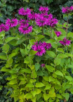 Monarda BEE FREE 'Mon0012BFR'