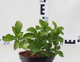 Pachysandra terminalis 'Green Carpet'