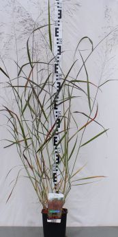 Panicum virgatum 'Squaw'