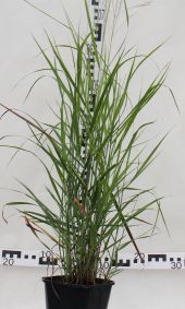 Panicum virgatum 'Rotstrahlbusch'