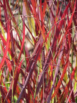 Panicum virgatum 'Sangria'
