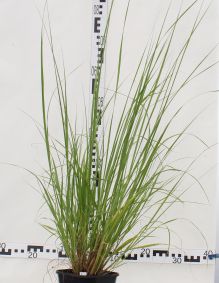Pennisetum alopecuroides 'Cassian'