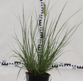 Pennisetum alopecuroides 'Hameln'