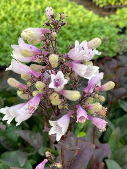 Penstemon 'Dark Towers'