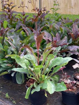 Penstemon 'Dark Towers'