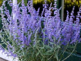 Perovskia 'Blue Spire'