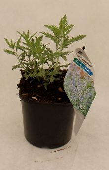 Perovskia atriplicifolia LACEY BLUE ‘Lisslitt’
