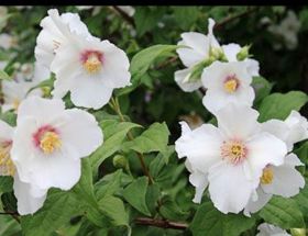 Philadelphus 'Belle Etoile'
