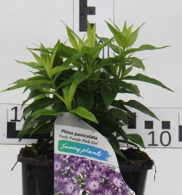Phlox EARLY PURPLE EYE 'Barphlearpur'