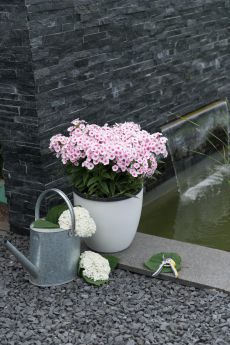 Phlox FLAME PRO SOFT PINK 'Dophlflaprosopi'