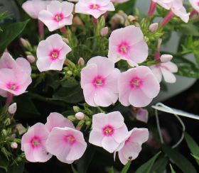 Phlox FLAME PRO SOFT PINK 'Dophlflaprosopi'