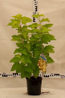 Physocarpus opulifolius 'Dart's Gold'