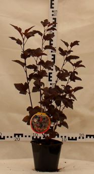 Physocarpus opulifolius 'Diabolo'