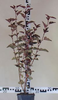 Physocarpus opulifolius 'Red Baron'