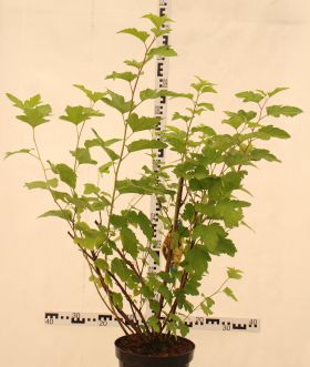 Physocarpus opulifolius 'Dart's Gold'