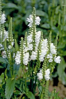 Physostegia virginiana 'Cristal Peak White'