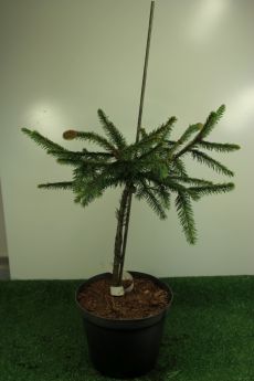 Picea abies 'Acrocona'