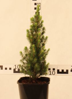 Picea glauca 'Daisy's White'