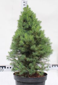 Picea glauca 'Conica'