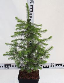 Picea omorika