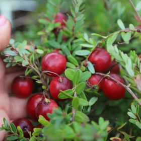 Vaccinium macrocarpon 'Pilgrim'