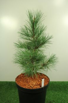 Pinus cembra