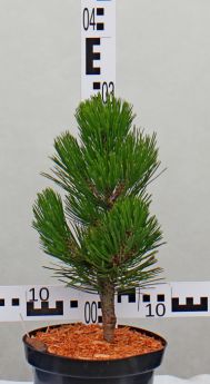 Pinus heldreichii 'Compact Gem'