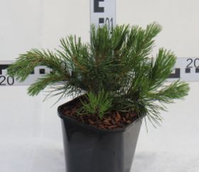 Pinus mugo var. pumilio