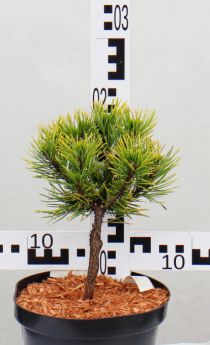 Pinus mugo 'Winter Gold'