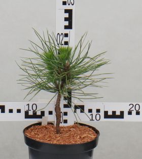 Pinus nigra 'Spielberg'