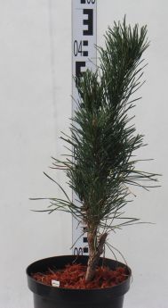 Pinus sylvestris 'Fastigiata'