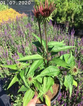 Echinacea 'Cheyenne Spirit'