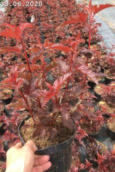 Physocarpus opulifolius LADY IN RED 'Tuilad'