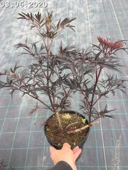 Sambucus nigra BLACK LACE 'Eva'