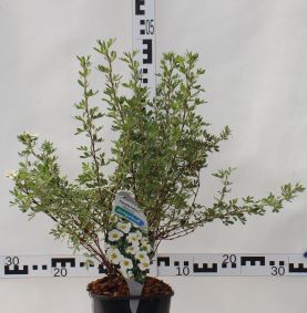 Potentilla fruticosa 'Abbotswood'