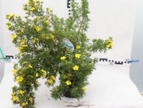 Potentilla fruticosa 'Goldstar'