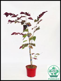 Cercis canadensis RED FORCE 'MINROUGE3'