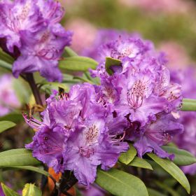 Rhododendron 'Alfred'