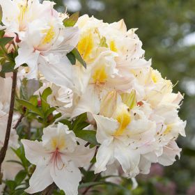 Rhododendron 'Arima'