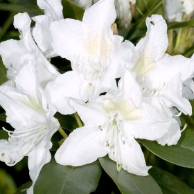 Rhododendron 'Arneson Gem'
