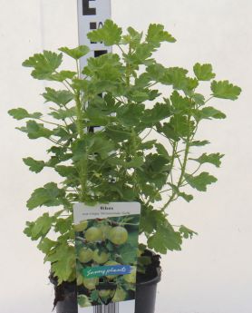 Ribes uva-crispa 'Hinnonmaki Gelb'