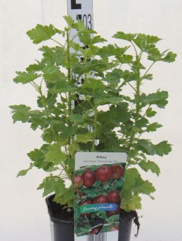 Ribes uva-crispa HINNONMÄKI RÖD