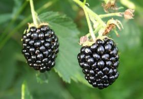 Rubus fruticosus 'Navaho'