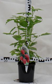 Rubus idaeus 'Héritage'
