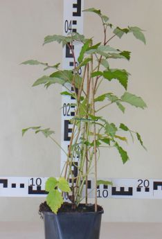 Rubus idaeus 'Schönemann'