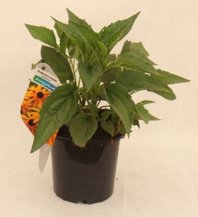Rudbeckia fulgida 'Goldsturm'
