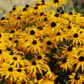 Rudbeckia fulgida 'Goldsturm'