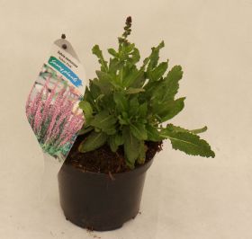 Salvia nemorosa 'Salute Light Pink'