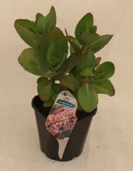 Sedum 'Matrona'
