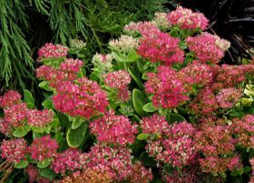 Sedum spectabile 'Hot Stuff'